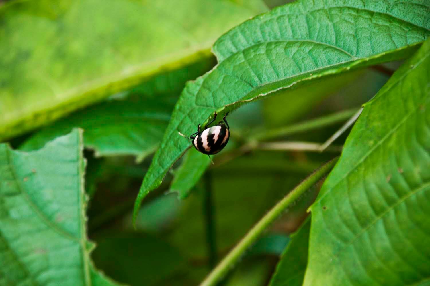 AMAZONAS 12_selva galeria_DSC_0579.jpg